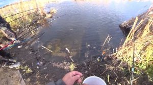 Рыбалка поздней осенью . Ротан зажигает .