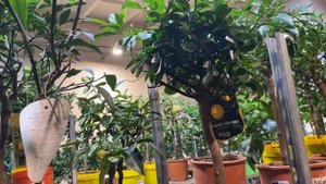 Обзор цитрусов: кумкваты и их гибриды