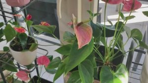 Нужно ли удобрять Антуриум?