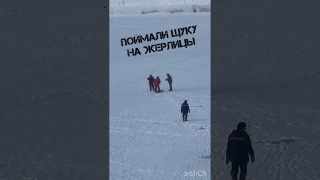 #рыба #рыбалка #зимняярыбалка #щука