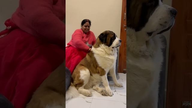 Mummy ka dulara ❤️🐶 смотреть онлайн