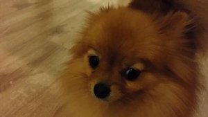 Шпиц Гадя накосячил
