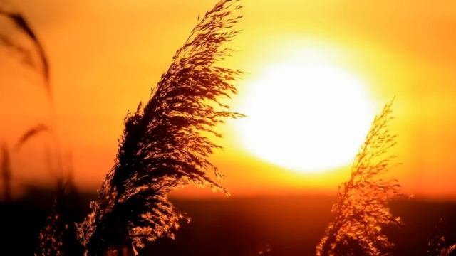 Как функционируют просветлённые