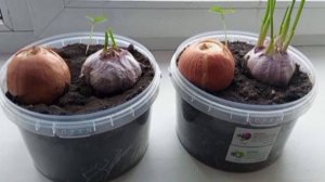 Эксперимент - 1. Лук и чеснок