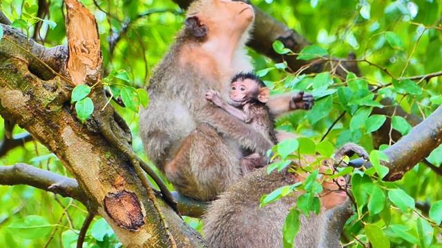 After raining young mom Messi checked tiny baby monkey MASHA. смотреть онлайн