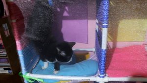 Лабиринт #4 для кошек 😺 Кот Компот проходит новый лабиринт 😂 \ LizaTube