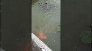 Нерест Карпа Кои