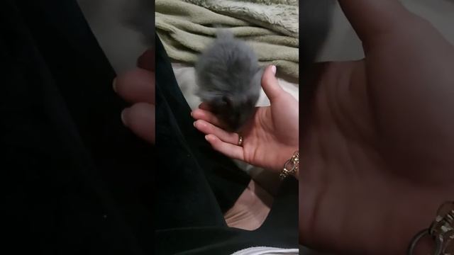 сирийский хомячок целуется