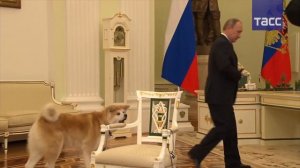 Путин, его собака и японские журналисты   ВИДЕО