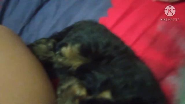 У МЕНЯ ПОЯВИЛАСЬ СОБАКА!!! смотреть онлайн