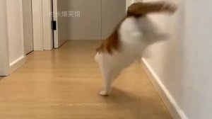 Коти в деле. Охота котов на рыб мышей и птиц