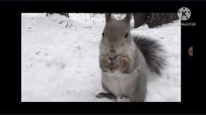 Любопытная белка in Aftemoon Major