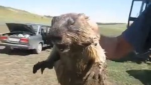 Орущий бобёр