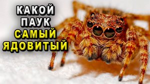 Какой паук самый ядовитый. Самый ядовитый паук. Самый ядовитый паук в мире.