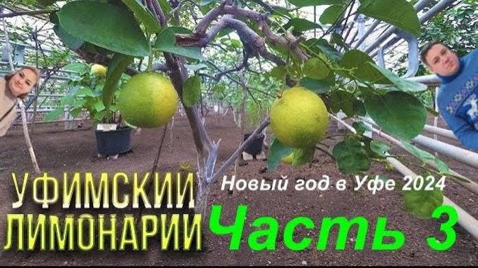 Новый год в Уфе. Уфимский лимонарий Часть 3