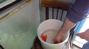 Пересадка дискусов в нерестовик.