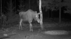 Видео фотоловушки лоси