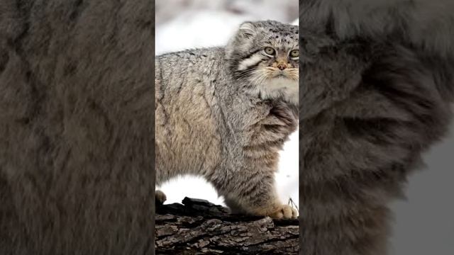 Самые интересные факты про кота Манула смотреть онлайн