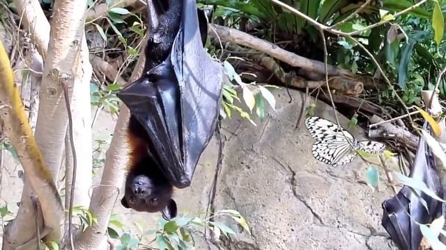 10 Самых Интересных Ночных Животных