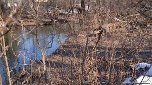 охота на утку с пневматикой.