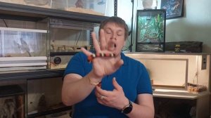 Молочная королевская змея Кэмпбелла. Что нужно знать !