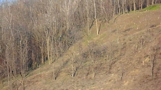 1 Марта Березовский лес.Съёмка девяти косуль (Новые Анены)