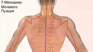 12 основных меридианов человека