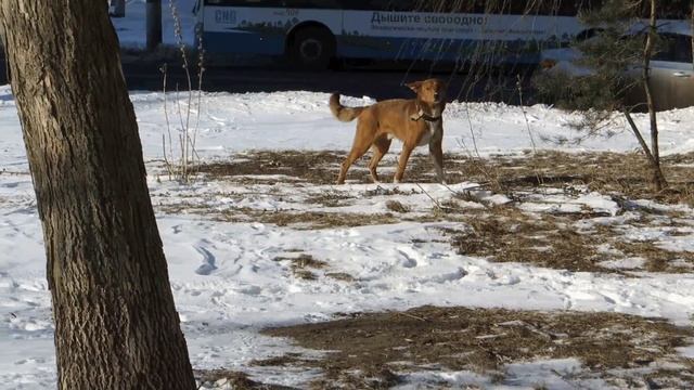 жалко собачку... смотреть онлайн