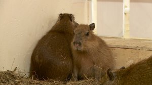 Капибар впервые завезли на Ставрополье