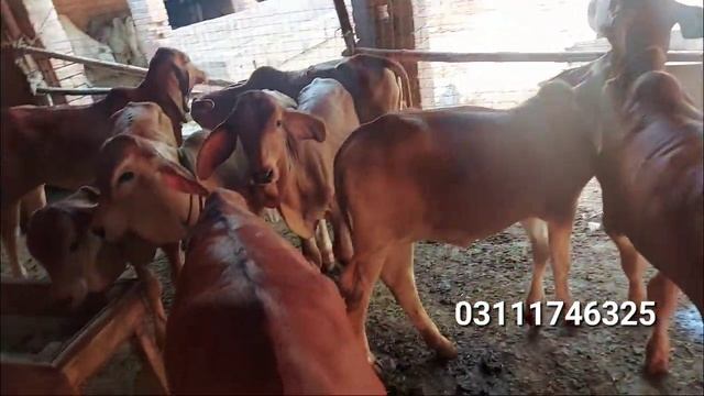 Brahman Bachy for Sale | Brahman Baby Calf | Brahman Breeding Farm | Brahman Breed in Pakistan