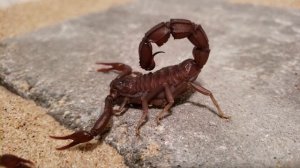 4K/HD ANDROCTONUS GONNETI SPERMATOPHORE