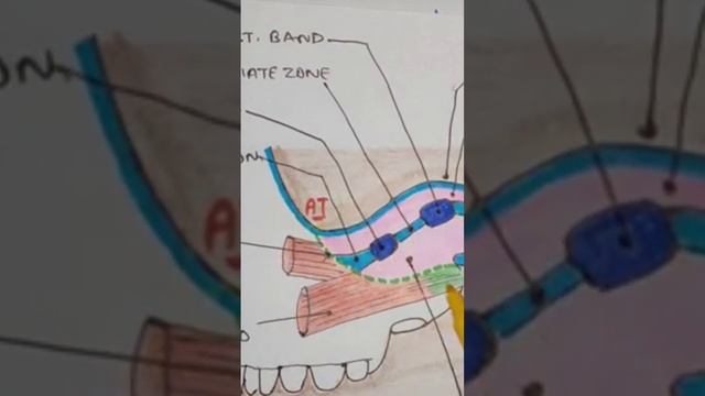 ANATOMY OF TEMPOROMANDIBULAR JOINT (TMJ) HEAD AND NECK GROSS ANATOMY PART-9 #temporomandibularjoint