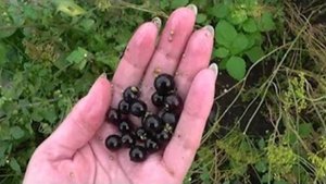 Варенье из паслёна