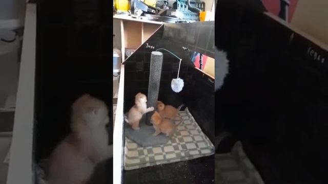 Котята британской золотой шиншиллы 1,5месяца