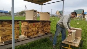 Получили пчелопакеты бакфаст от пчелоцентра "Светла". 9 мая 2021