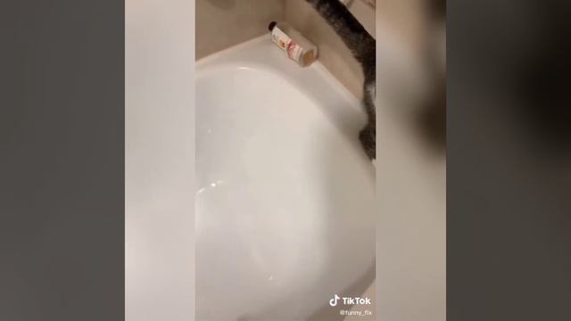 Прикольное видео тикток, смешные коты собаки тик Ток,ржаки тикток,тик Ток,смешные животные тикток