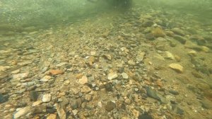 Подводная охота на горной реке.\\ Underwater hunting on a mountain river.