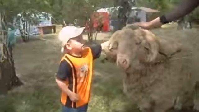 Ребенок гладит огромного барана смотреть онлайн