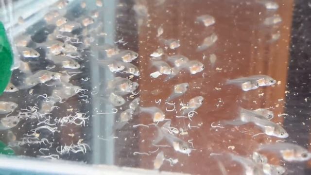 Мальки лялиуса и гриндаль смотреть онлайн