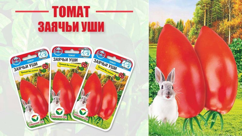 Томат "Заячьи уши"