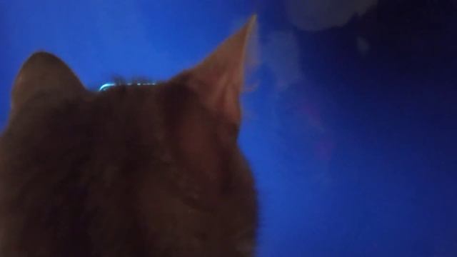 Кошка ловит время , на протяжении 48 секунд. смотреть онлайн