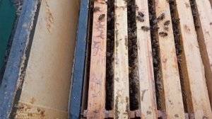 Краткий зимний осмотр маток ИО