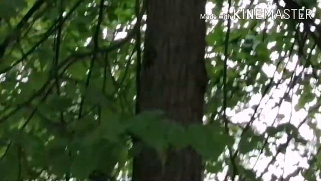 Ногинск (дал маме снять видео) смотреть онлайн