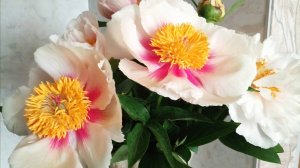 Шикарная Афина цветет