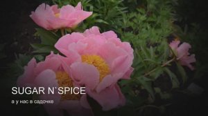Пион Sugar N'Spice