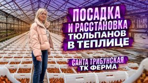 ПОСАДКА И РАССТАНОВКА ТЮЛЬПАНОВ В ДОМИКАХ