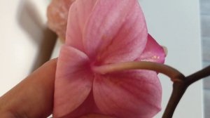 Как обнаружить трипсу на орхидее?