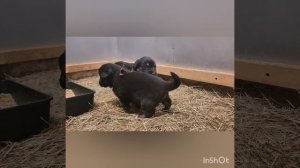 Щенки Банхара в Питомнике Золотая Орда