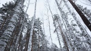 Новогодняя музыка, клип зимний лес. Новогодний фон. Фоновая музыка