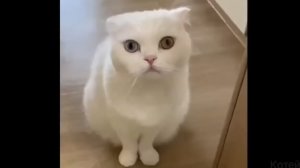 Большой сборник смешных видео с котами, 1.